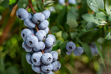 蓝莓水肥一体化种植方案：实现高效与可持续