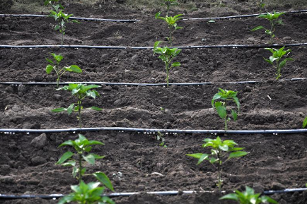 精准农业：如何通过滴灌系统优化作物生长